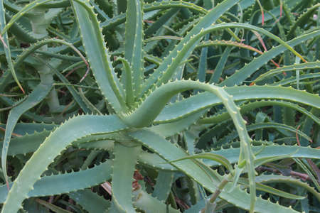 The bush is an aloe plant used for medicinal purposes.の写真素材