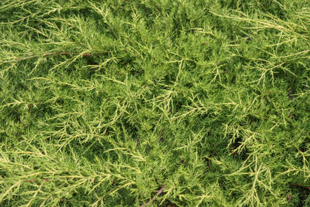 Background image of green branches of a thuja tree.の写真素材