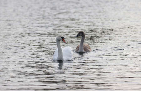 Two swans are swimming on the lake.の写真素材