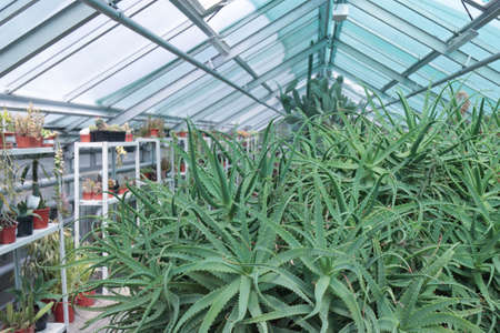 Greenhouse for growing heat-loving and domestic plants.の写真素材