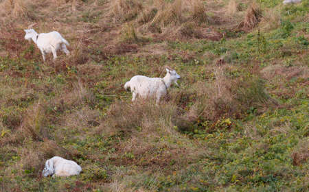 Three domestic animals goats grazing in the meadow.の写真素材