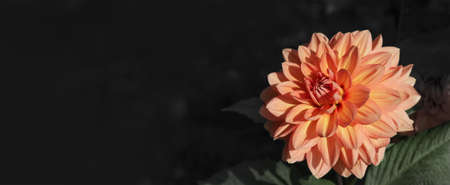 Autumn flower dahlia on a dark background.の写真素材