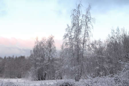Winter forest landscape during the day in Europe.の写真素材