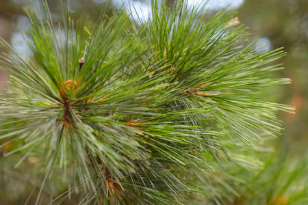 Coniferous tree branch in the European forest.の写真素材