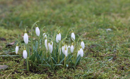 White snowdrops grew in the early spring in the forest.の写真素材