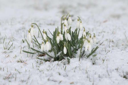 Forest snowdrops in the snow during the day.の写真素材