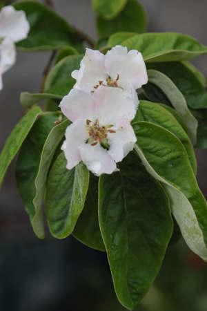 Blooming quince fruit tree with pink flowers.の写真素材