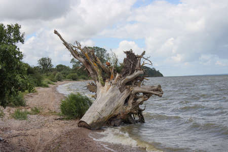 The landscape of the coastline of the Kaliningrad Bay.の写真素材