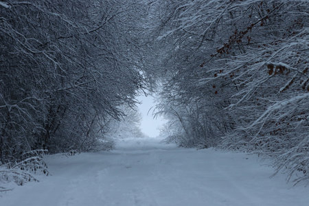 The road in the snowy, winter forest in the early morning.の写真素材
