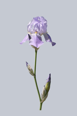 Iris plant flower on isolated gray background.の写真素材