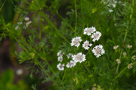 The cilantro plant blooms with white, small flowers.の写真素材