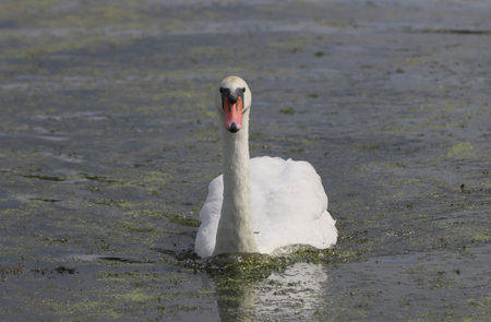 Bird swan swimming in nature on the lake.の写真素材