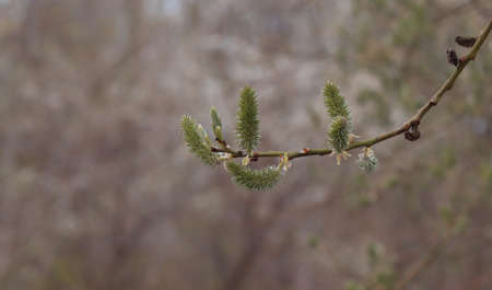Blooming pussy-willow branch in the spring forest.の写真素材