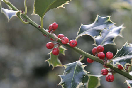 Holly is a plant with poisonous red fruits.の写真素材