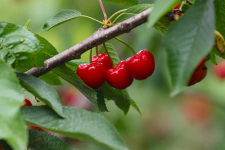 Fruits of red, ripe cherries on a tree branch.の写真素材