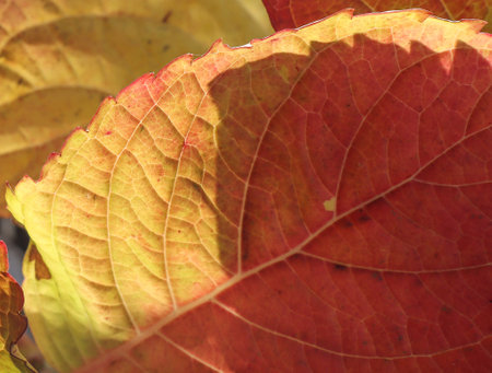 Autumn yellow leaves shining through the sun.の写真素材