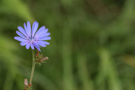 Common chicory (Cichorium intybus). Blooming chicory in summer on the field.の写真素材