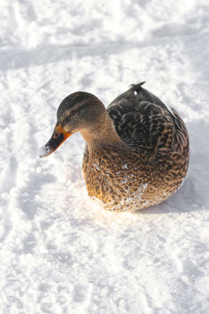 Duck bird in winter in the snow. animal world.の写真素材