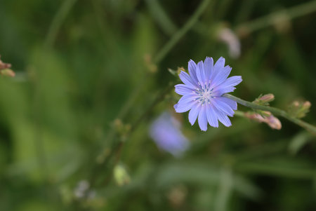 Common chicory (Cichorium intybus). Blooming chicory in summer on the field.の写真素材