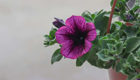 Blooming flower of a petunia plant in a pot.の写真素材
