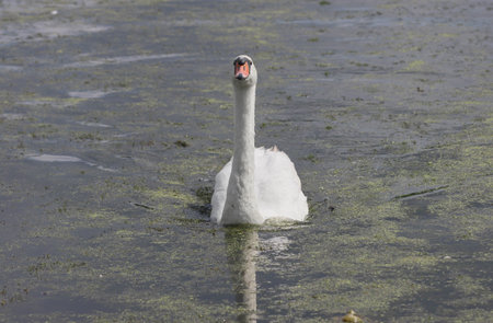 Bird swan swimming in nature on the lake.の写真素材