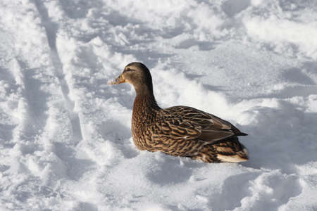 Duck bird in winter in the snow. animal world.の写真素材