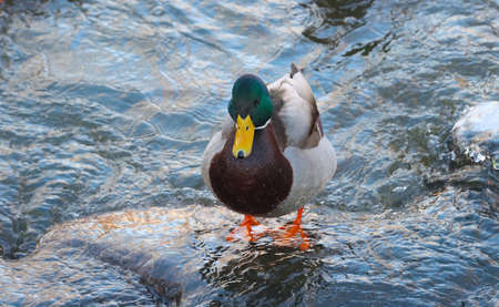 Bird duck dragon in water. animal world.の写真素材
