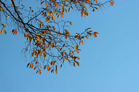 A branch of a tree with yellowed leaves against a blue sky.の写真素材