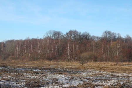 Forest in the afternoon in late autumn. forest landscape.の写真素材