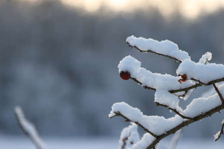 Dry branch of a plant in the winter in the snow.の写真素材