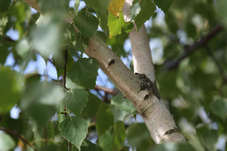Autumn leaves of a birch tree in the forest.の写真素材