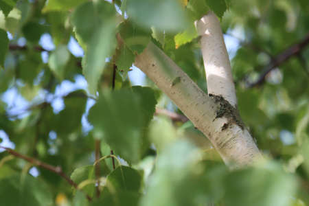 Birch tree branch with white bark and green leaves.の写真素材