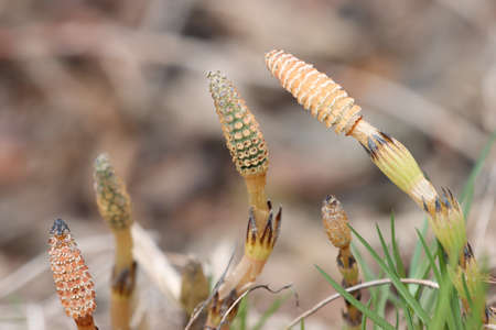 Flowering of horsetail weed in the wild.の写真素材