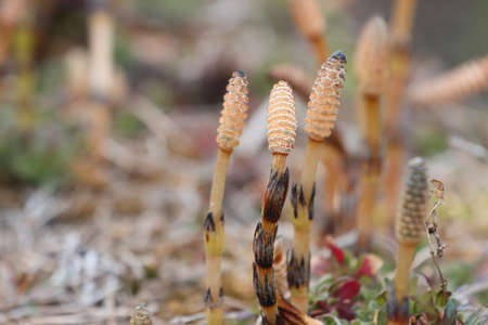 Flowering of horsetail weed in the wild.の写真素材