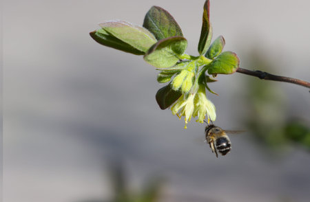 A bee insect that feeds on the nectar of a flowering plant.