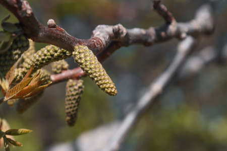 Blooming walnut tree in spring in the forest.の写真素材