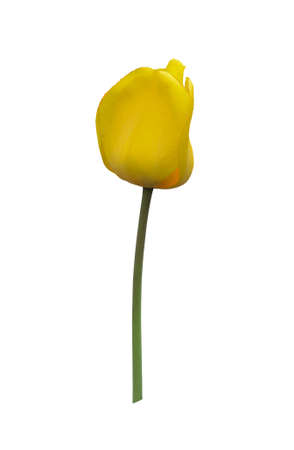 Yellow tulip flower on isolated white background.の写真素材
