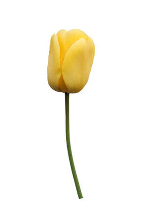 Yellow tulip flower on isolated white background.の写真素材
