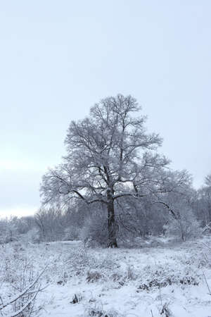 Winter, forest landscape in the month of January.の写真素材