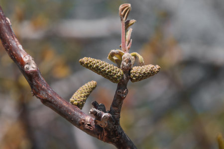 Blooming walnut tree in spring in the forest.の写真素材