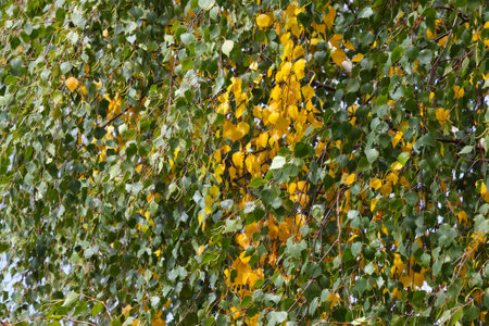 Autumn leaves of a birch tree in the forest.の写真素材