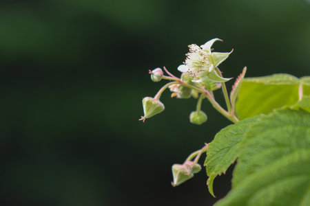 Blooming wild raspberry plant in the forestの写真素材