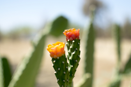 Sabres cactus blooming - Israel, Eilatの写真素材