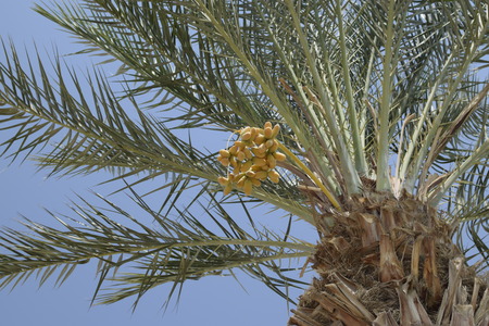 Israeli dates on palm on sky backgroundの写真素材