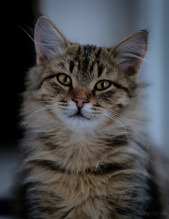 Cat close up background.の写真素材
