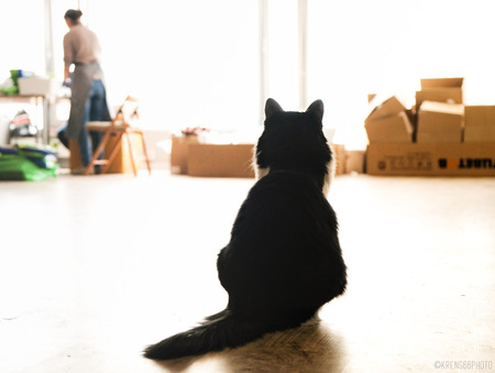 cat oversees the workの写真素材