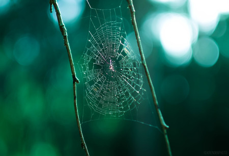 Spiderweb in the forestの写真素材