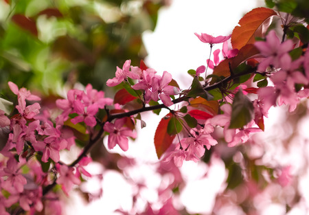 the spring bloomの写真素材