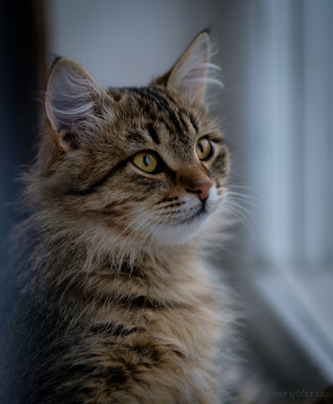 Portrait of a catの写真素材