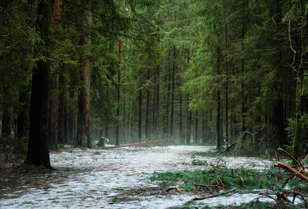 fog in the spring forestの写真素材